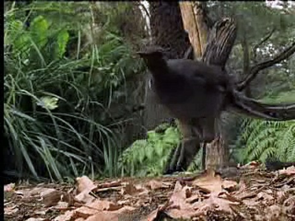 Amazing! Bird Sounds From The Lyre Bird - David Attenborough  - BBC Wildlife