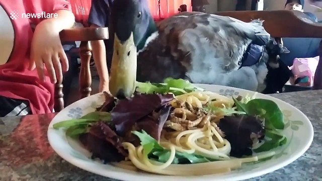 Nibbles the pet duck celebrates his 'hatchday'