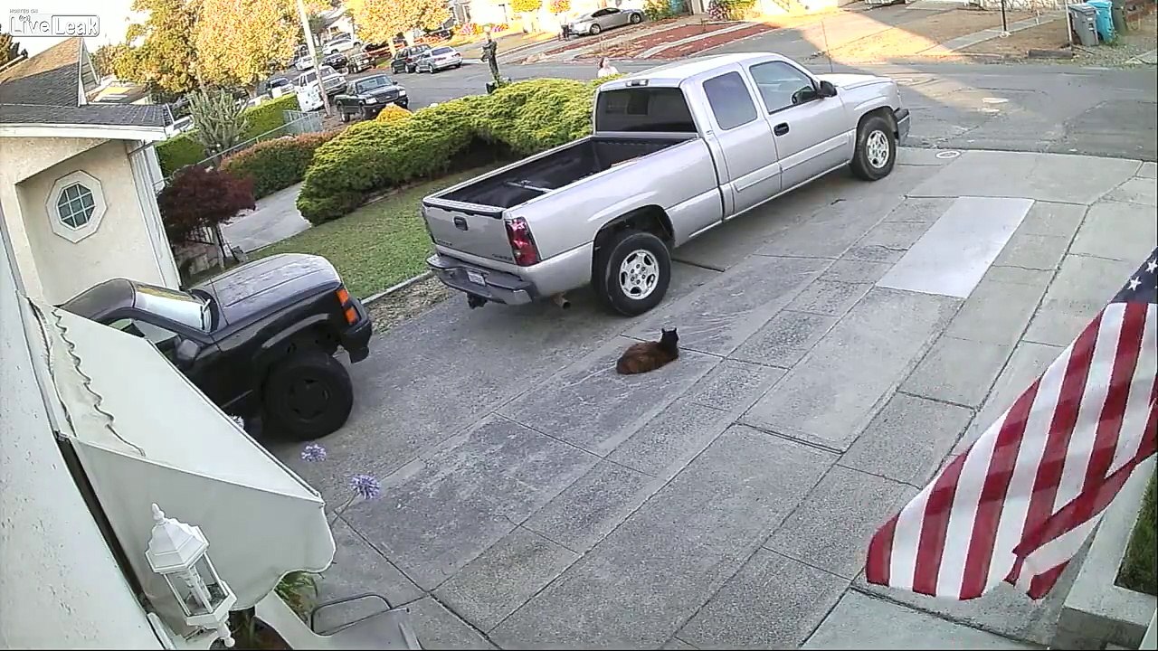 Une femme perd le contrôle de ses pitbulls qui se jettent sur un pauvre chat