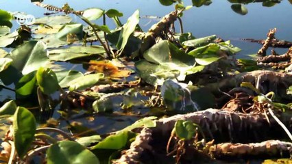 Pelicans as Business Partner? | DW English