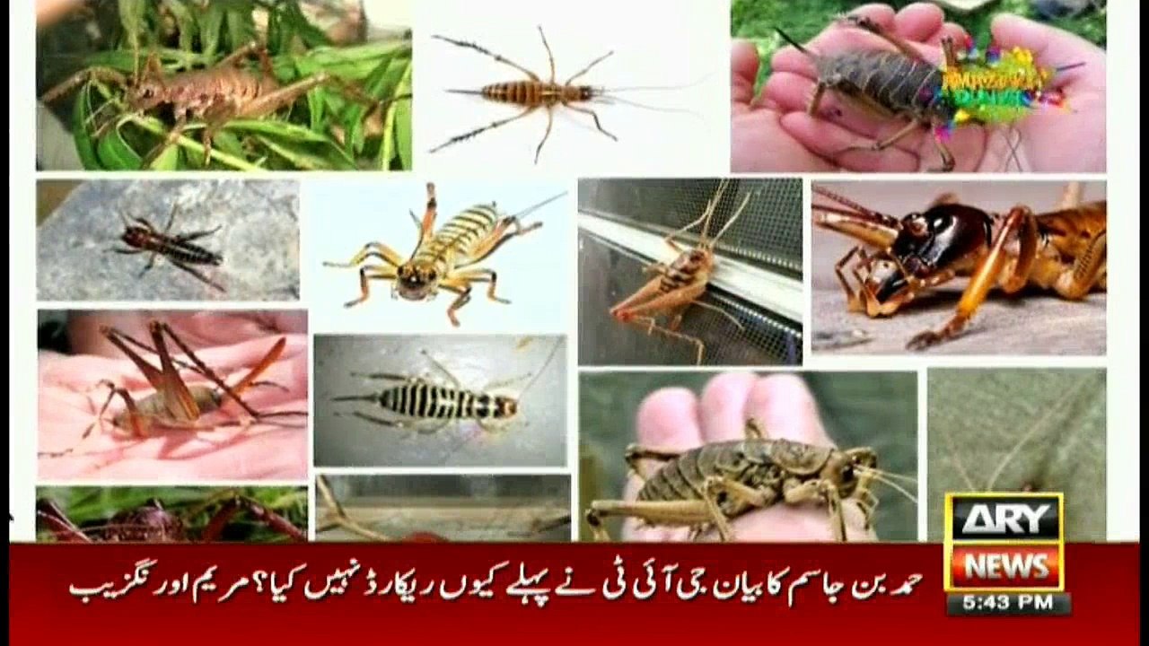 Look at this rare and gigantic insect