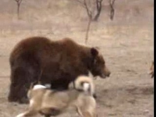 BEAR_VS_2 DOG