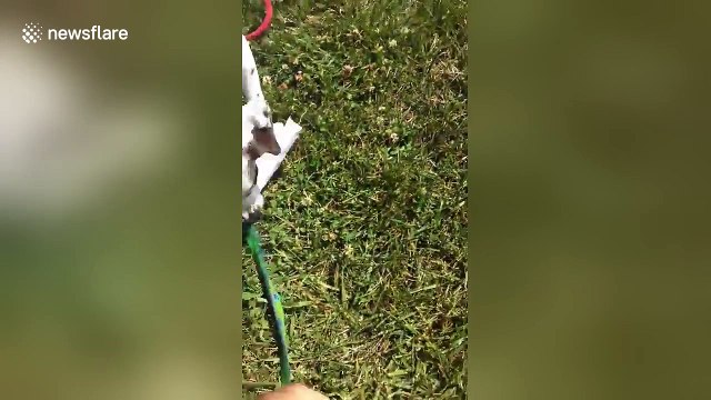 Dog and owner fight over mail