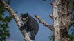 Super cute baby bear learns to climb at Chester Zoo