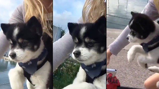 Un chiot pédale sur un vélo