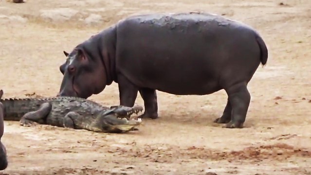 Un jeune hippopotame s'amuse avec un crocodile