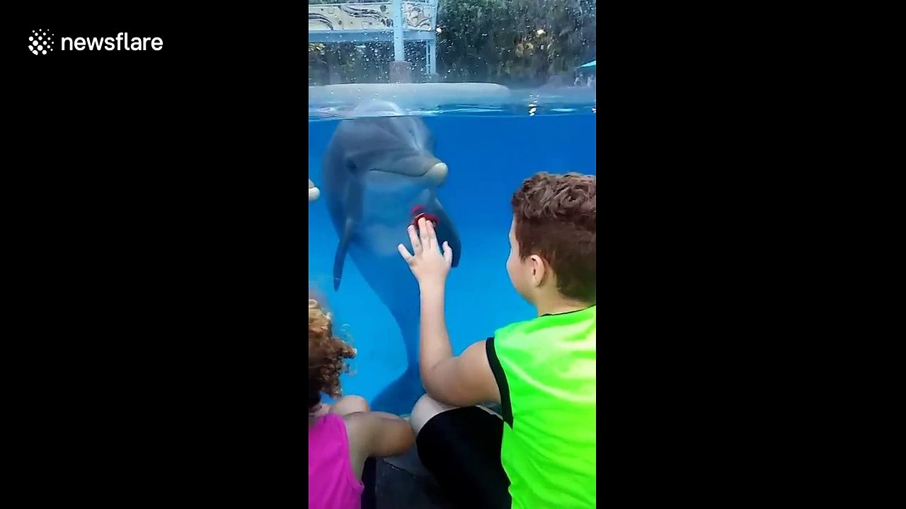 Fidget spinner entrances dolphins