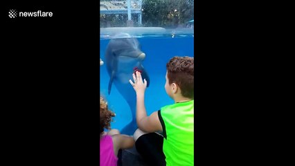 Fidget spinner entrances dolphins