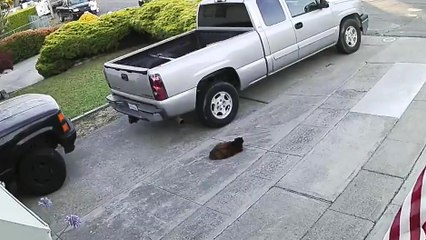 2 pit bulls attaquent un chat