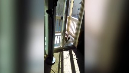Un chien n'arrive pas à rentrer dans la maison !