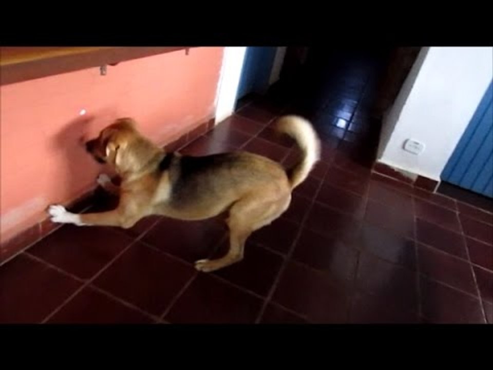 German Shepherd Goes Crazy Over Laser Pointer