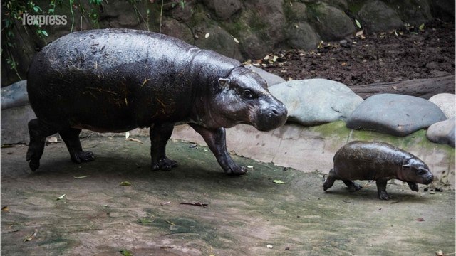 Chili: un bébé hippopotame nain est né