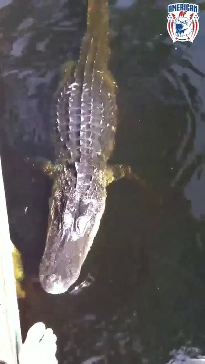 Quand tu laisses tes enfants nager avec les crocodiles