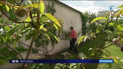 Murs à pêches de Montreuil : un combat pour sa préservation