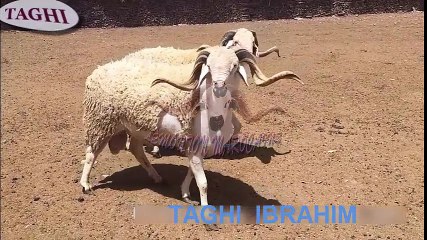 أفخم أكباش العيد سلالة الصردي l عيد الأضحى