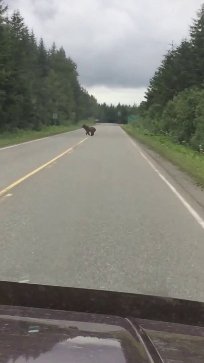 Impressionnant : cet énorme ours se lance contre une voiture