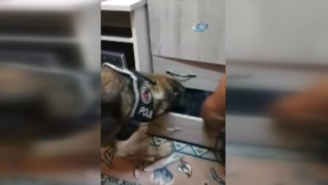 Narkotik Köpeği 'Narko' 294 Gram Esrar Yakaladı