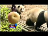 Enam Panda Kembar di Kebun Binatang Cina Tumbuh Besar - NET24