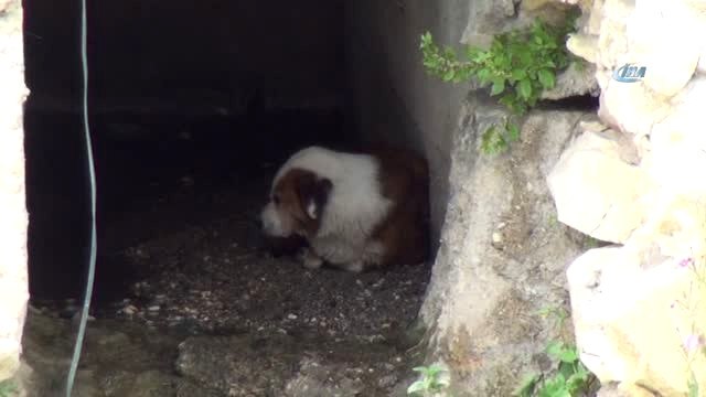 Rögarda Mahsur Kalan Köpek, 6 Saat Sonra Belediye Ekipleri Kurtardı