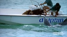 Un dauphin fait un bisou à un chien et en saute de joie !
