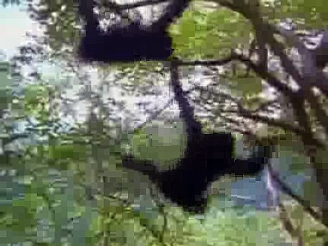 Chimpanzees Jane Goodalls Wild Chimpanzees