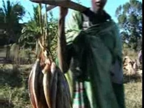 Collecteurs de raphia 6h