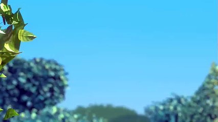 shaan video by codex