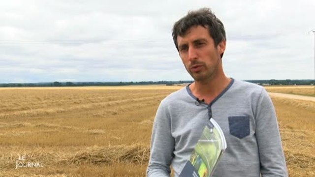 Marais poitevin : Des enclos pour protéger le Busard cendré