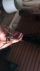 Man Holds World's Most Venomous Spider