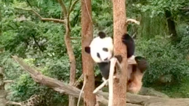Washington Zoo's Panda Bei Bei Falls From Trees For Fun