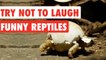 Try Not To Laugh | Funny Reptiles Video Compilation 2017