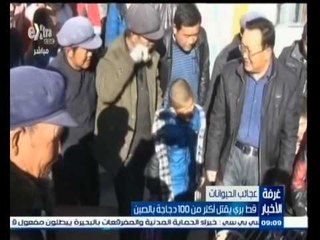 #غرفة_الأخبار | قط بري يقتل أكثر من 100 دجاجة بالصين