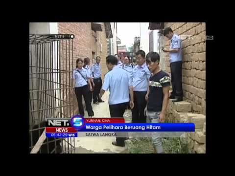 Nekat Memelihara Beruang Hitam, Beruang Disita Petugas Perlindungan Satwa - NET5