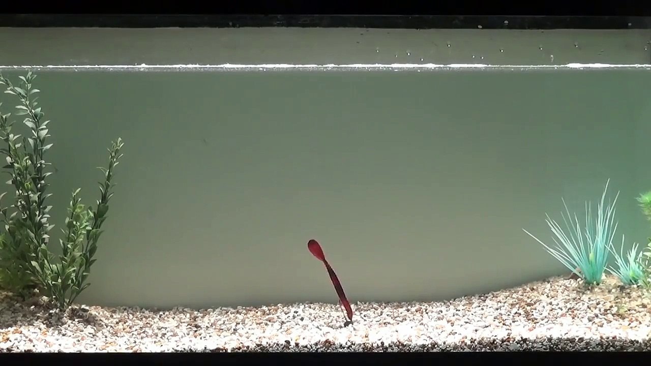 Paddle Tail Worms for Smallmouth Bass Fishing