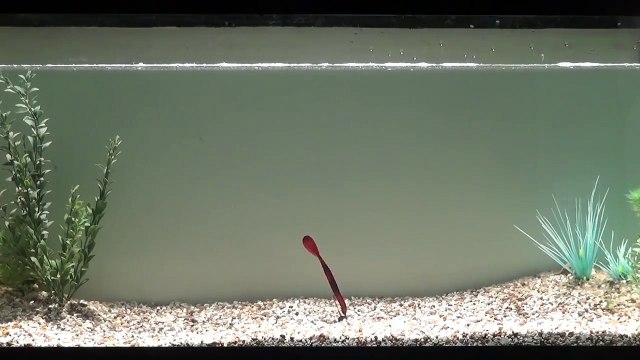 Paddle Tail Worms for Smallmouth Bass Fishing