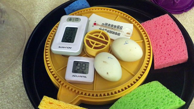 Day 16 - Duck incubation temperature broken in Brinsea Mini Advanced but using a few methods to keep eggs alive - Waiting for replacement incubator this to arrive in 2 days on Sunday