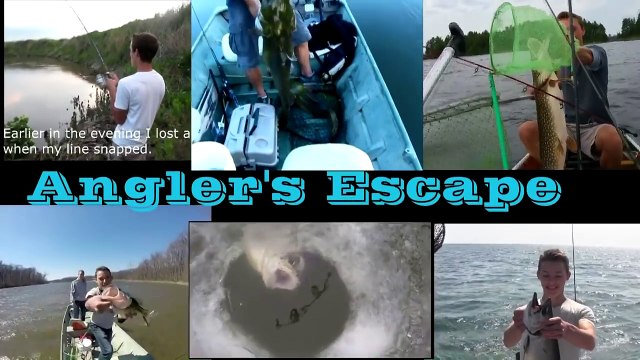 Best 5 Baits for Bluegill and Panfish - Tips and Techniques