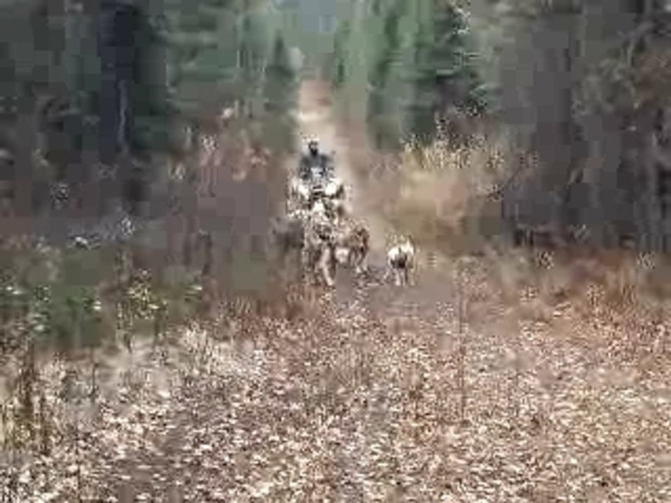 Entraînement Alaska 2
