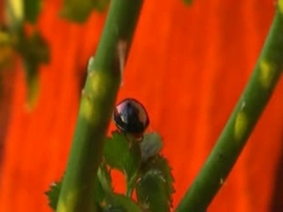 Coccinnelle