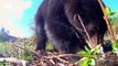 Bébé ours noir ascensions échapper prédateurs à Il arbre
