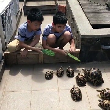 L'heure du repas pour ces tortues... Trop mignon