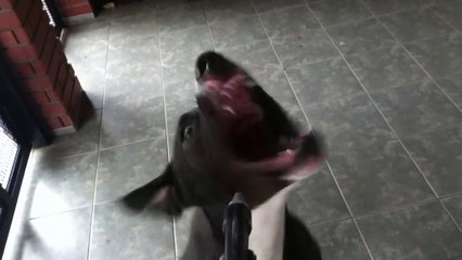 Ce chien adore l'air comprimé...