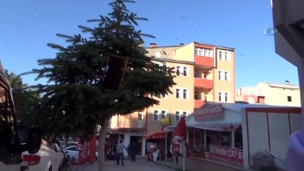 Firari Bal Arıları Şehir Merkezine İndi