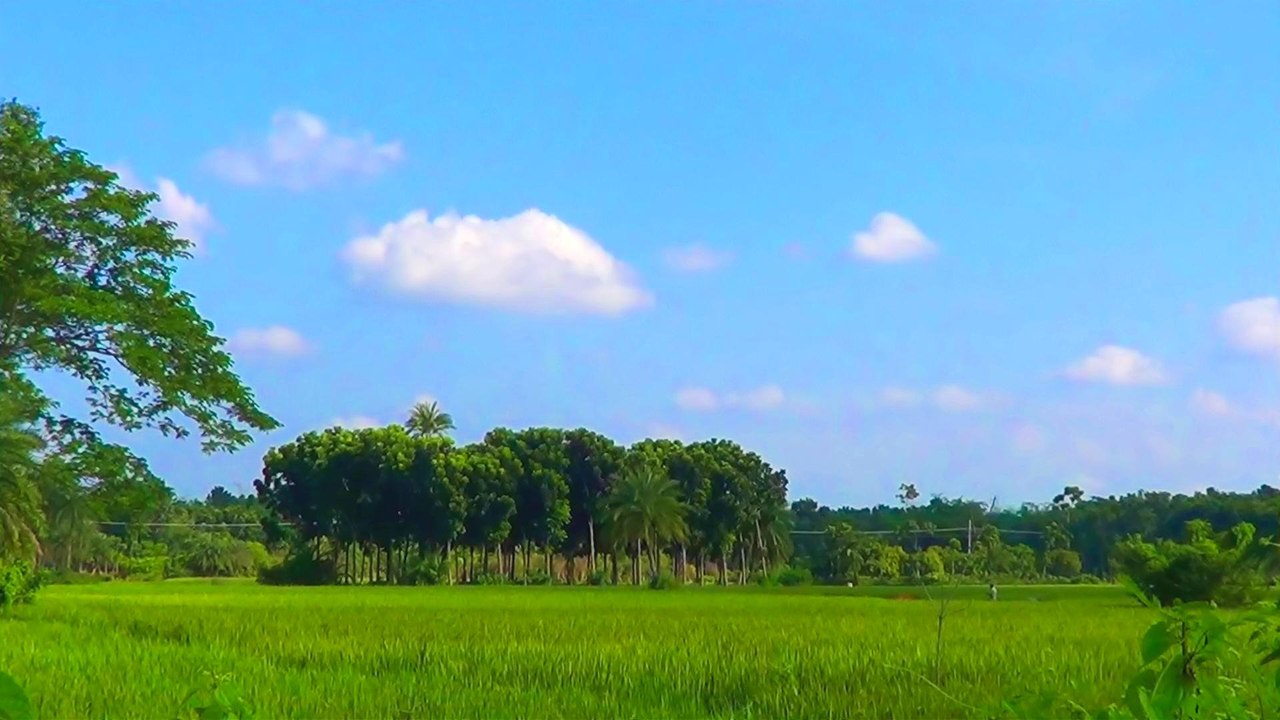 Hd Landscape Of Bangladesh – Clouds, Paddy Field, Forest