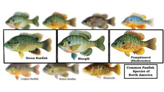 How to Sight Fish Spawning Blue Gills