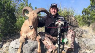 Hunting Audad Sheep with a Crossbow