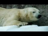 ハンガリー・ブダペスト動物園のシェールィとビェールィに氷のプレゼント  (Jul.7 2017)