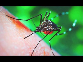 Olvidate de los mosquitos de una vez por todas con esta trampa casera