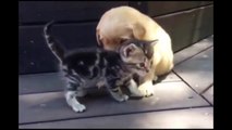 This Kitten Loves His New Friend, The Golden Retriever Puppyer