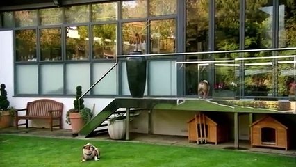 Buttermilk Fried Chicken with Sweet Pickled Celery | Gordon Ramsay